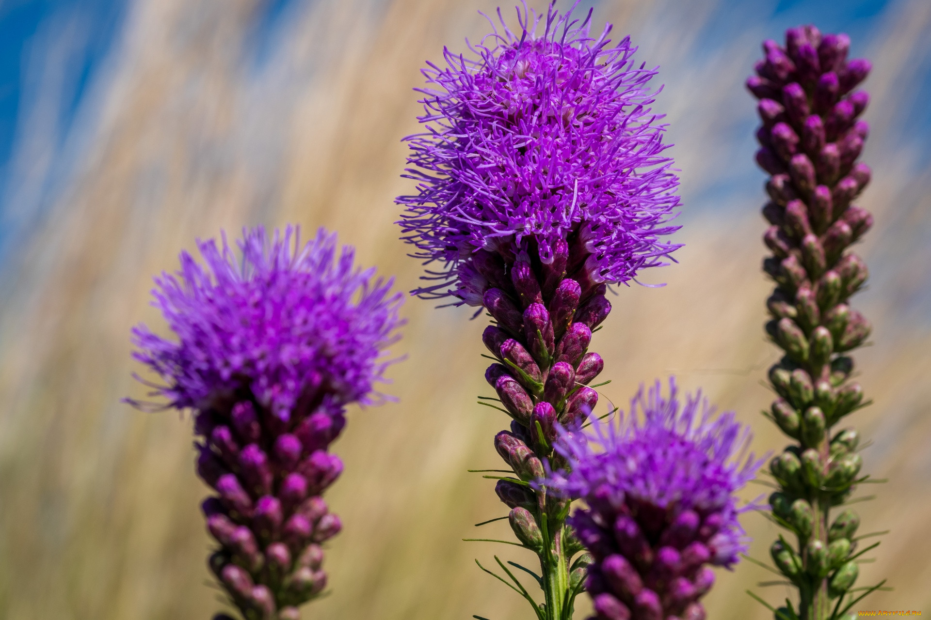 liatris pycnostachya, , liatris, pycnostachya